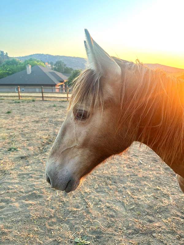 beauty-kentucky-mountain-horse