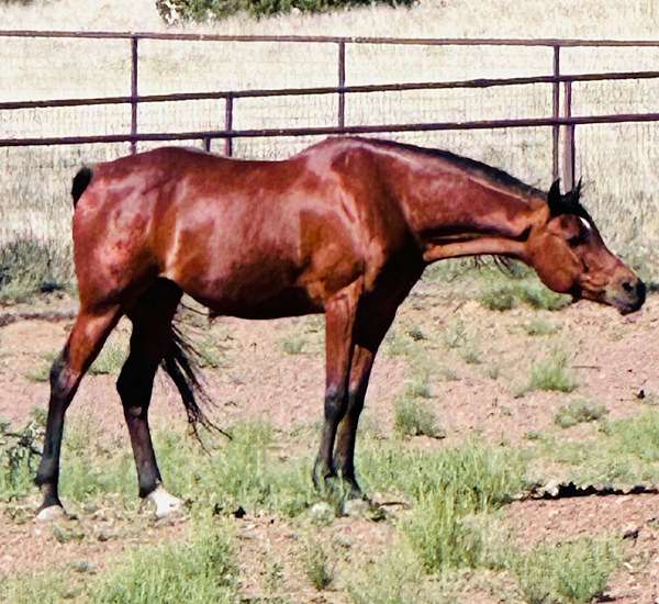 star-left-hind-sock-horse