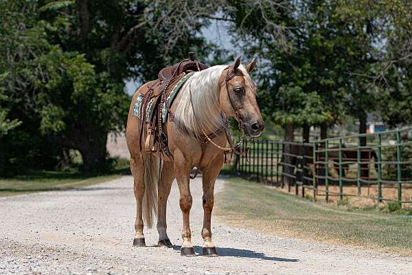 husband-safe-quarter-horse