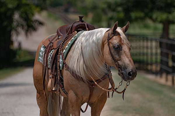 performance-quarter-horse