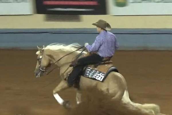 reining-quarter-horse