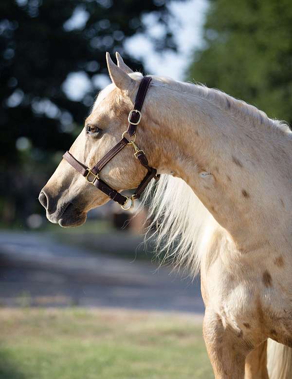 show-quarter-horse