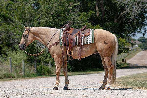 working-cow-quarter-horse