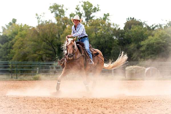 athletic-quarter-horse