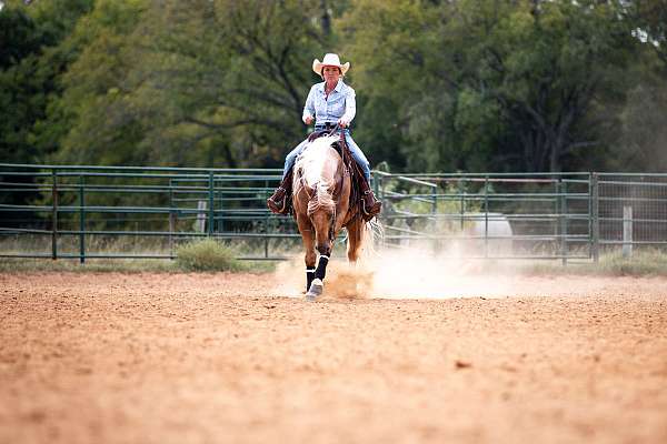 working-cattle-quarter-horse