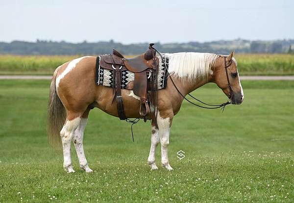 barrel-racing-paint-horse