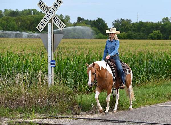 calf-roping-paint-horse