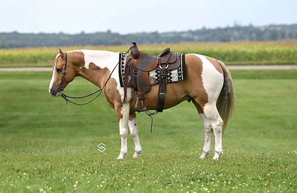 husband-safe-paint-horse