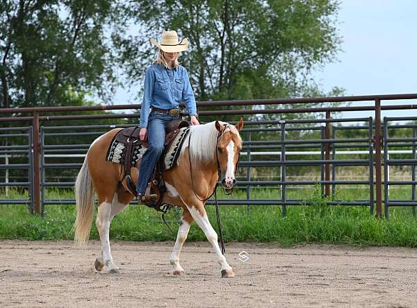 ranch-versatility-paint-horse