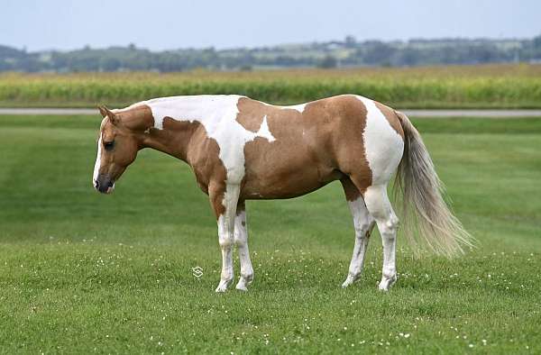 ranch-work-paint-horse