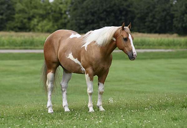 roping-paint-horse