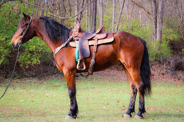 all-around-friesian-horse