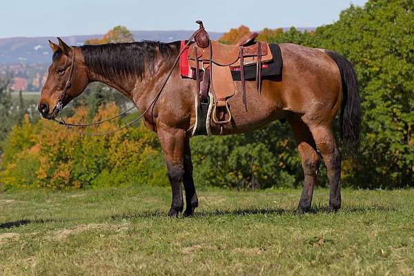 athletic-quarter-horse