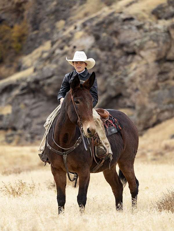 ranch-work-mule