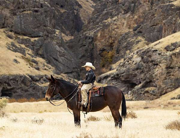 trail-riding-mule