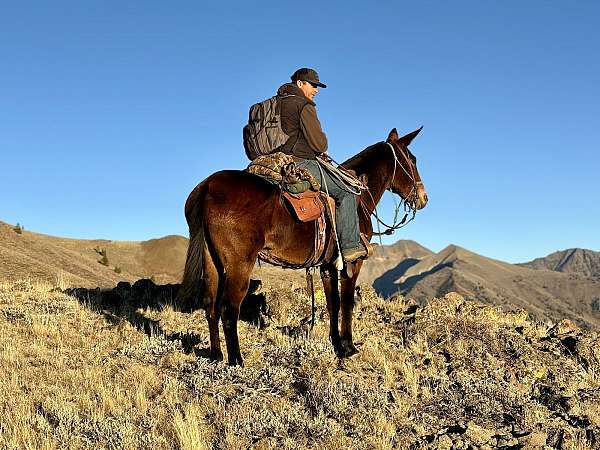 bay-roan-mule-mare