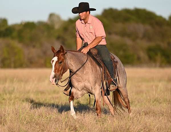 calf-roping-paint-horse