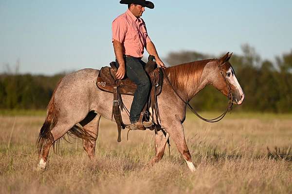 ranch-versatility-paint-horse