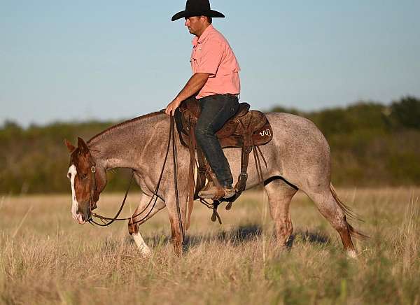 western-riding-paint-horse