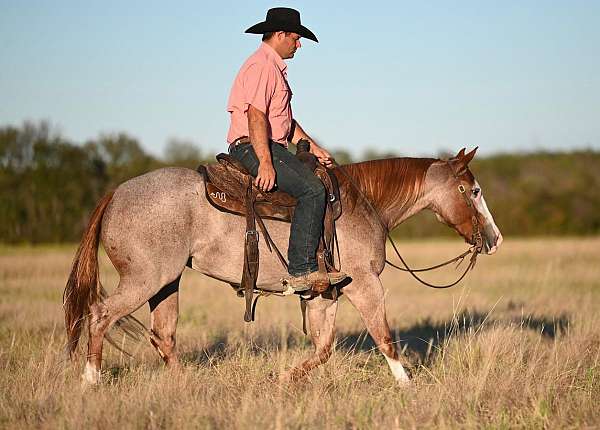 red-roan-paint-mare