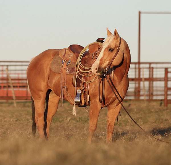 calf-roping-quarter-horse