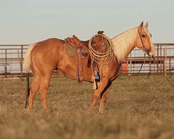 heel-quarter-horse