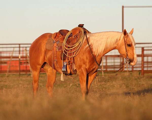 husband-safe-quarter-horse