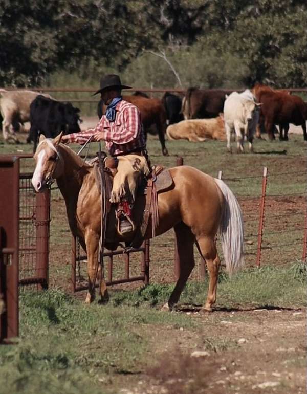 roping-quarter-horse