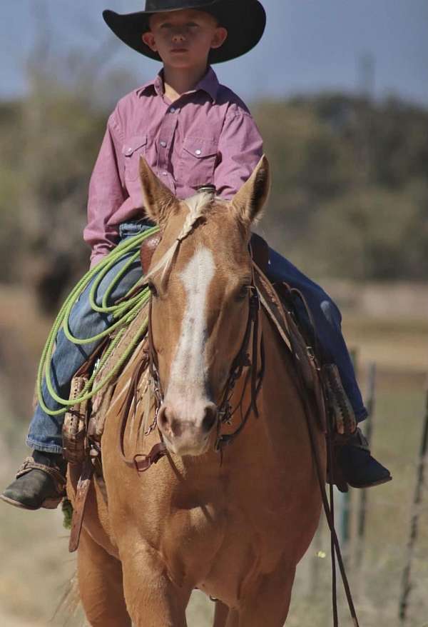 trail-riding-quarter-horse