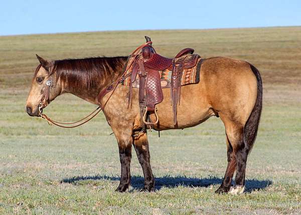 beginner-quarter-horse