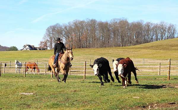 athletic-quarter-horse