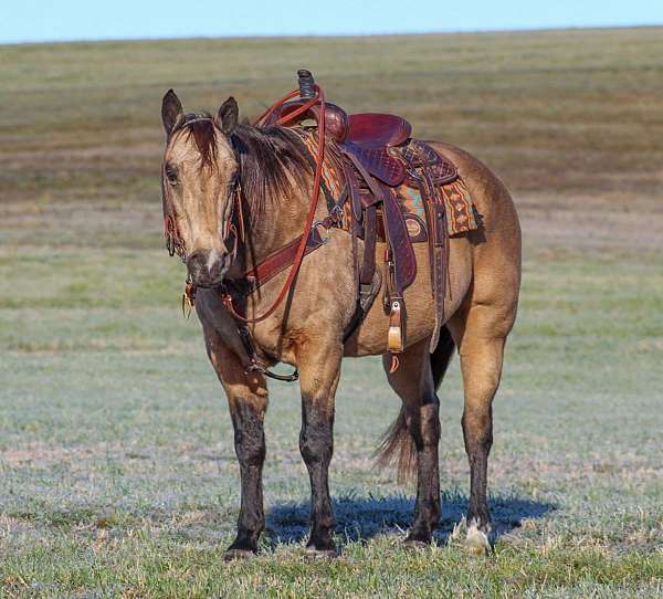 calf-roping-quarter-horse