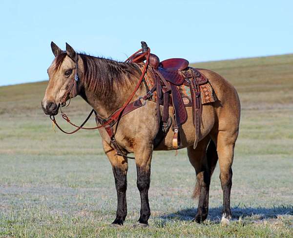 flashy-quarter-horse