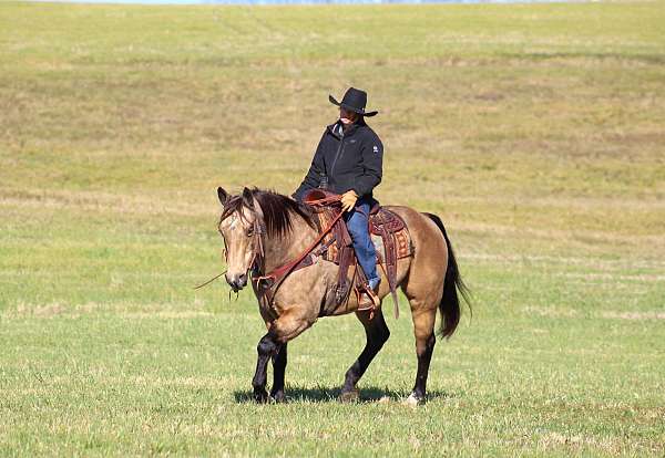 kid-safe-quarter-horse