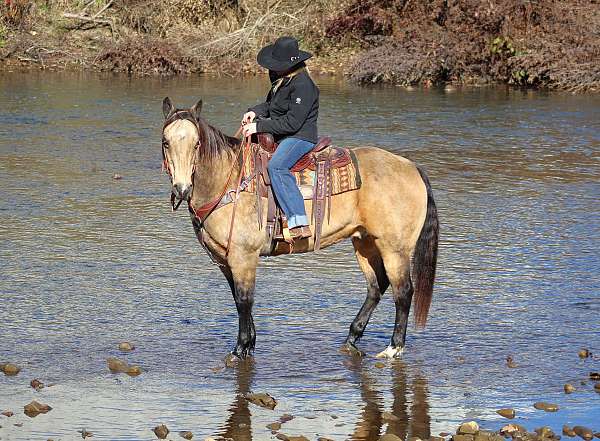 performance-quarter-horse