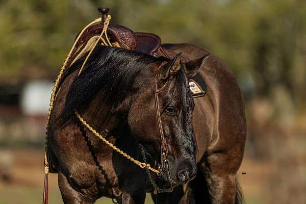 athletic-quarter-horse