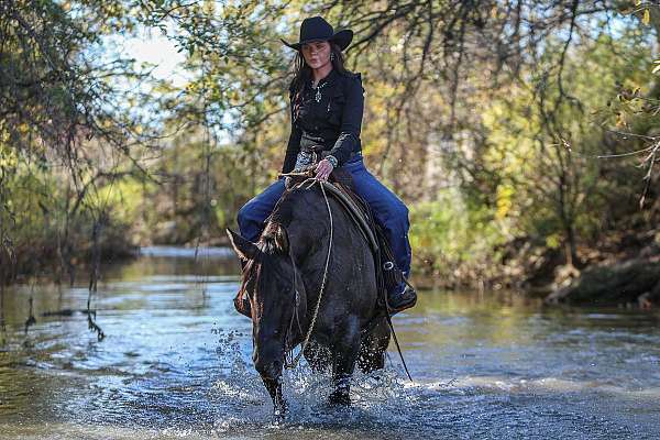 calf-roping-quarter-horse