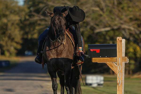 flashy-quarter-horse