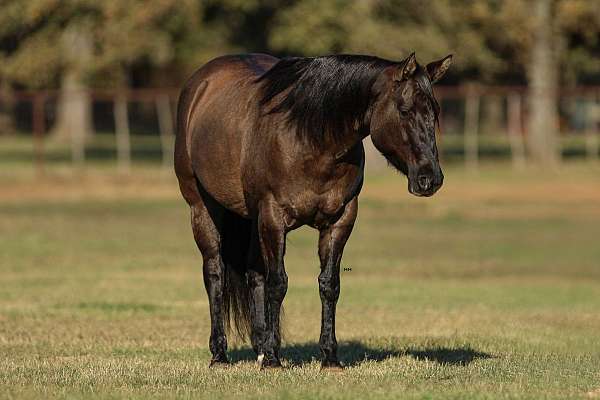 husband-safe-quarter-horse