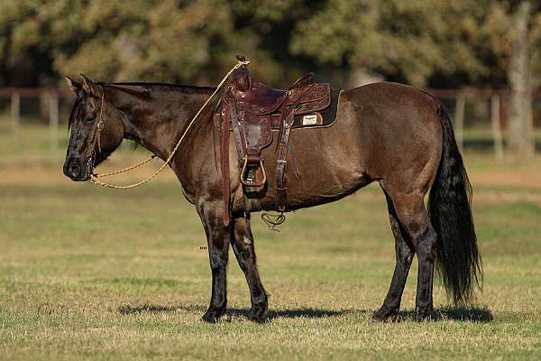 kid-safe-quarter-horse