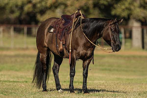 ranch-versatility-quarter-horse