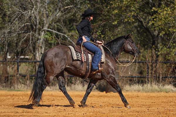 ranch-work-quarter-horse