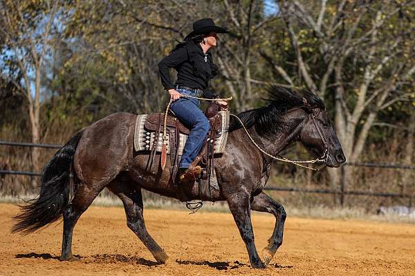 roping-quarter-horse