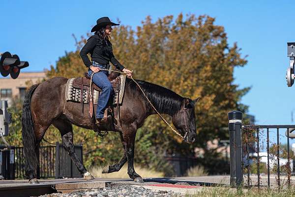 show-quarter-horse