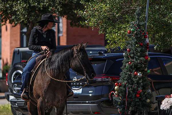 working-cattle-quarter-horse