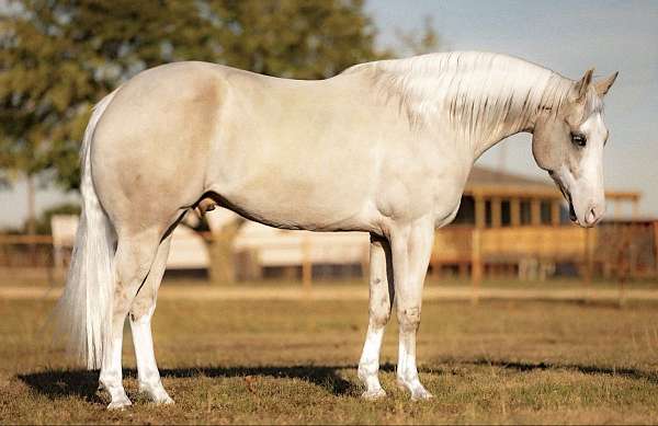 flashy-quarter-horse