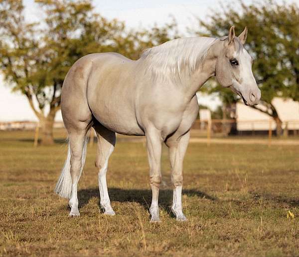 husband-safe-quarter-horse