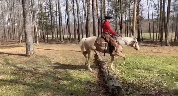 trail-riding-quarter-horse