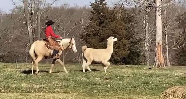 western-riding-quarter-horse