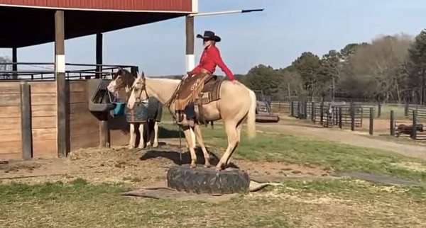 working-cattle-quarter-horse